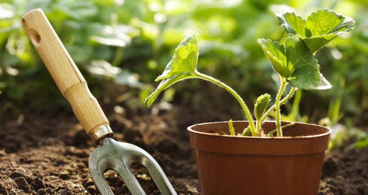 5 Reasons Why Gardening is Must For Seniors!